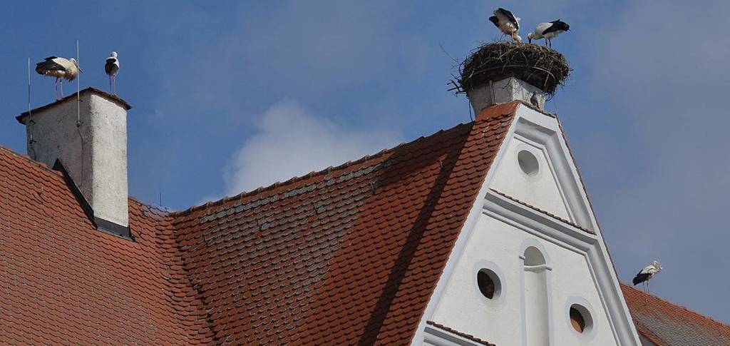  Drei der fünf Nester auf einen Blick: In der Mitte das seit Jahrzehnten bestehende Nest, links davon auf einem Kamin ein Neubau und rechts davon auf dem Kirchendach die waghalsige Konstruktion. (Foto: Klaus Weiss) 