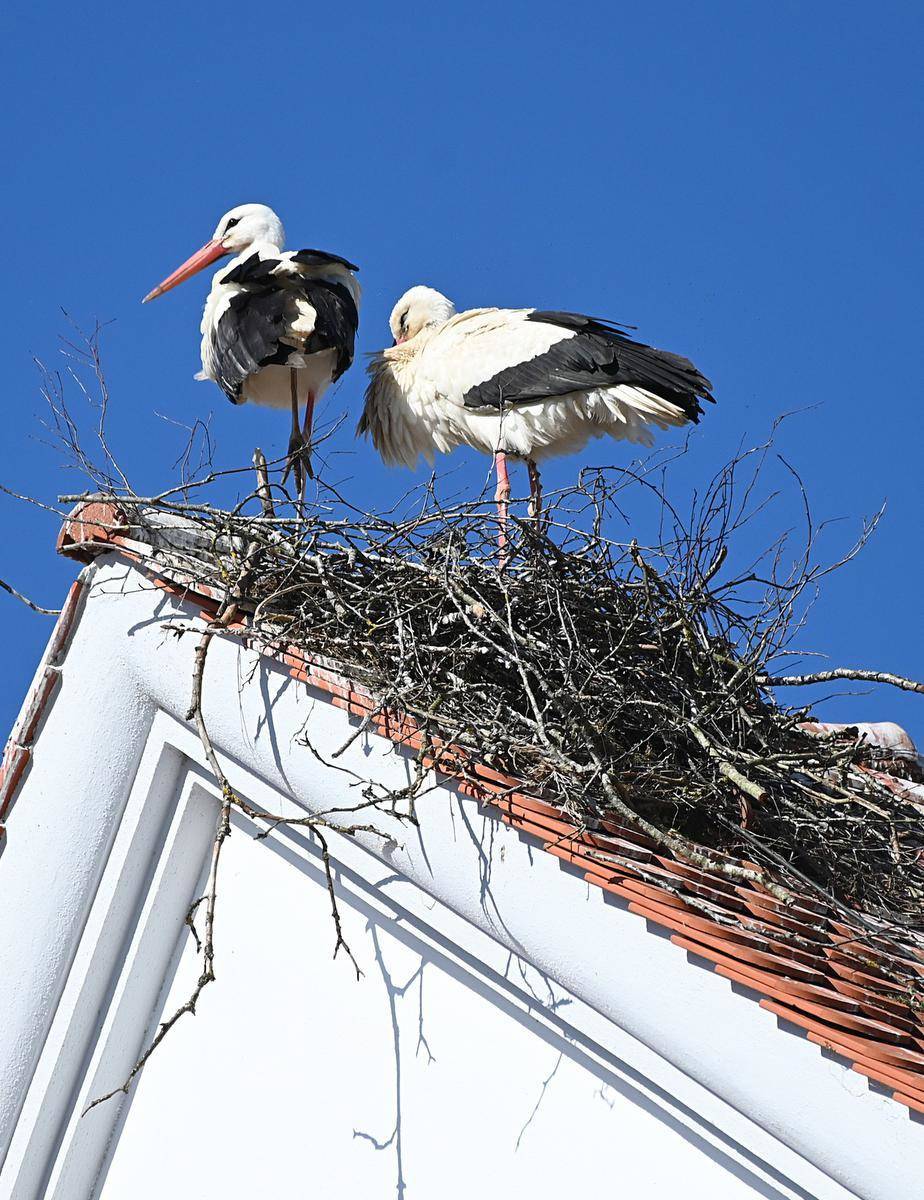  Ob das gut geht? Das Nest auf der Dachschräge der Stiftskirche. (Foto: Weiss) 